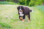 junger Berner Sennenhund