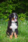 junger Berner Sennenhund