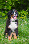 junger Berner Sennenhund