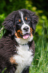 junger Berner Sennenhund