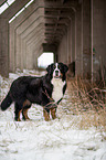 Berner Sennenhund