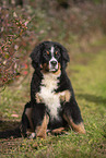 junger Berner Sennenhund