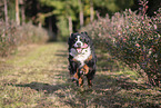 rennender Berner Sennenhund