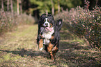 rennender Berner Sennenhund