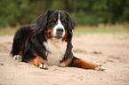 liegender Berner Sennenhund