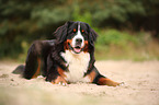 liegender Berner Sennenhund