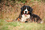 liegender Berner Sennenhund