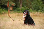 sitzender Berner Sennenhund