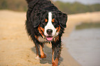 laufender Berner Sennenhund