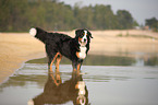 badender Berner Sennenhund