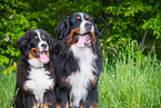 2 Berner Sennenhunde