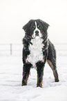 Berner Sennenhund im Schnee