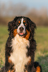 Berner Sennenhund Portrait