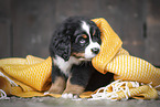 Berner Sennenhund Welpe