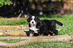 Berner Sennenhund Welpe