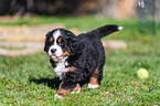 Berner Sennenhund Welpe