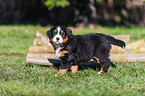 Berner Sennenhund Welpe