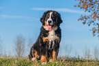 Berner Sennenhund Welpe