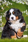 Berner Sennenhund Welpe