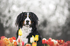 Berner Sennenhund Hndin