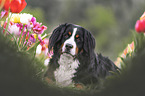 Berner Sennenhund Hndin