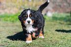 Berner Sennenhund Welpe