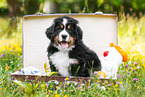 Berner Sennenhund Welpe