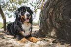 Berner Sennenhund R�de