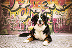 liegender Berner Sennenhund