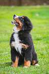 Berner Sennenhund Welpe