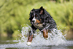 Berner Sennenhund R�de
