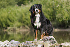 Berner Sennenhund R�de