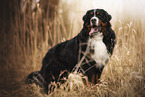 Berner Sennenhund