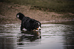 Berner Sennenhund Rde