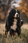 Berner Sennenhund Rde