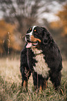 Berner Sennenhund Rde