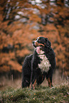 Berner Sennenhund Rde