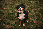 Berner Sennenhund Rde