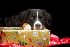 Berner Sennenhund im Studio