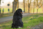 Berner Sennenhund