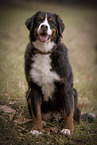 Berner Sennenhund