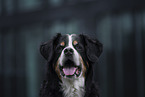 Berner Sennenhund