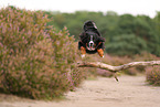 Berner Sennenhund