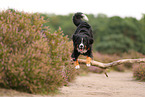 Berner Sennenhund