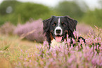 Berner Sennenhund