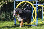 Berner Sennenhund