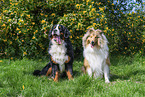Berner Sennenhund und Collie