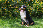 Berner Sennenhund