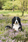 Berner Sennenhund