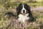 Berner Sennenhund